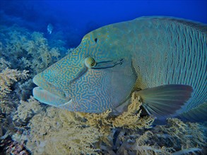 Close-up of humphead wrasse