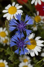 Cornflower two open blue flowers on top of each other next to camomile