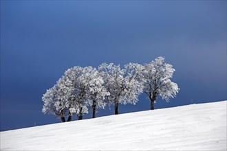 Snow-covered group of trees in a snow field