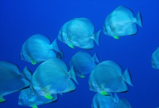 Group of roundhead batfish