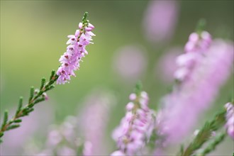 Common heather