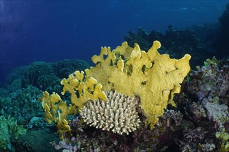 Yellow blade firel coral
