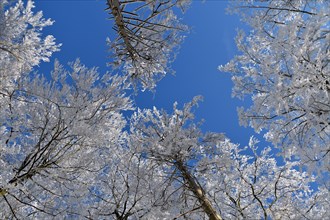 Tree tops with snow and hoarfrost against a blue sky in the Hunsrueck-Hochwald National Park