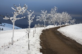 Snow-covered row of trees with road in snowy landscape