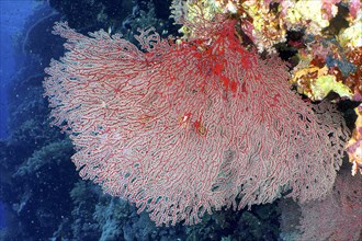 Gorgonian red knot coral