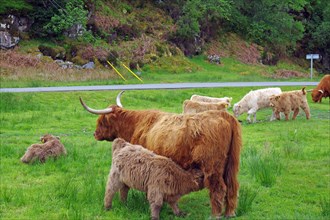 Highland cattle with young on a narrow road
