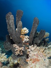 Sea sponge Erect finger sponge