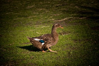 Domestic duck walking in their field