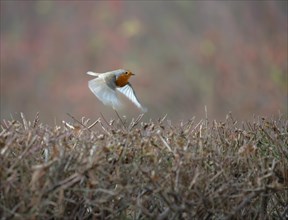 European robin