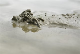 Lugworm pile on the North Sea beach