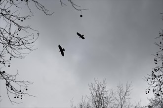 Carrion crows