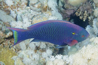 Dark parrotfish