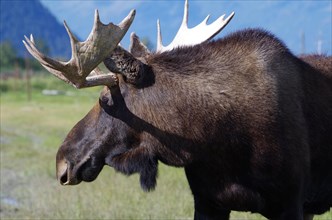 Moose at the Alaska Wildlife Conservation Center near Girdwood
