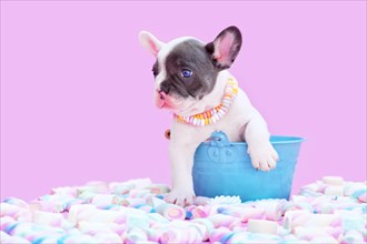 Cute blue pied French Bulldog dog puppy in bucket between marshmallow sweets on pink background