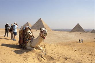 Camel and photographers on the west side of the pyramids