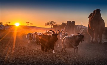 Sunset time in the nomadic family. Bulgan Province