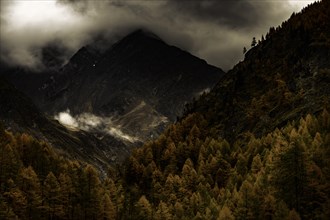 Autumn mountain forest in front of gloomy mountain peaks