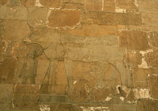 Rock drawing in the Temple of Hatshepsut