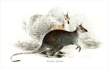 Bennetts kangaroo