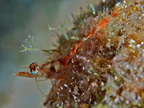 Caribbean velvet shrimp