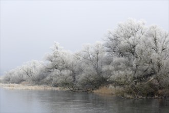 Winter atmosphere with hoarfrost on the Mulde River near Dessau-Rosslau