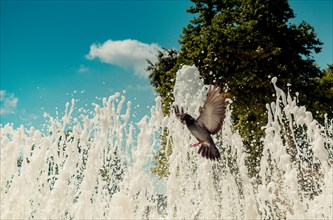 City pigeons by the side of water at a fountain