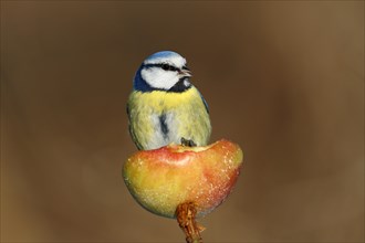 Blue Tit