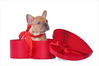 Red fawn French Bulldog dog puppy in Valentines Day gift box in shape of red heart on white background