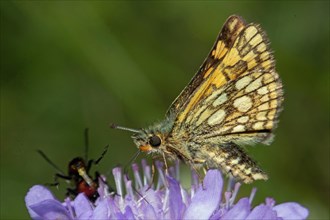 Yellow-throated Fritillary Butterfly with closed wings sitting on purple flower sucking seeing left