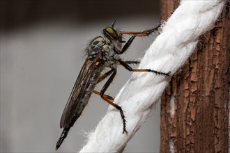Common robber fly sitting on white strand seen on right side