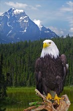 Bald eagle on a tree trunk in front of mountain lake and high mountains
