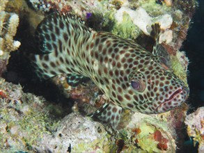 Portrait of greasy grouper