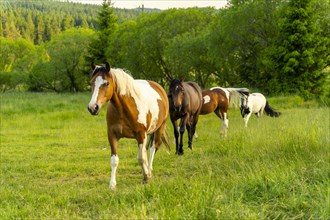 Several horses in a pasture