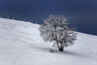 Snow-covered tree in a snow field