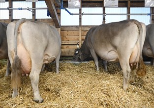 Brown Swiss Dairy Cows