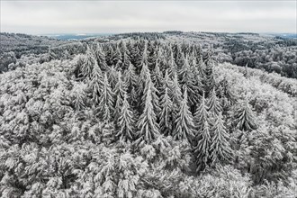 Hoarfrost and snow with wintry landscape with forest and conifers