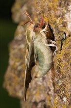 Lime hawk moth moth hanging on tree trunk sideways looking up