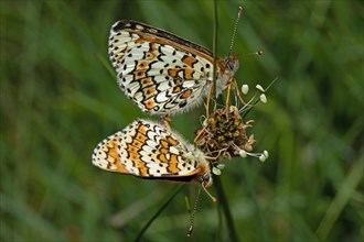 Plantain fritillary butterfly male and female with closed wings mating sitting on inflorescence seen on the right