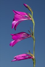 Swamp gladiolus Flower panicle with three open red flowers against a blue sky