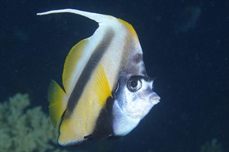 Close-up of red sea bannerfish