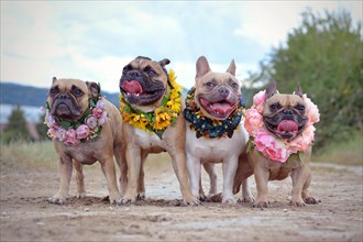 Four French Bulldog dogs with flower wreaths around their neck