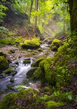 A stream in the forest with moss and stones