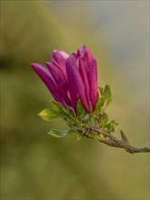 Close-up of a magnolias