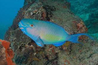 Nose hump parrotfish