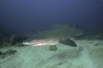 Close-up of sand tiger shark
