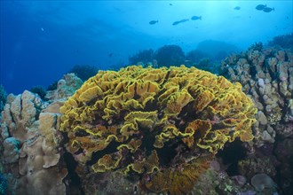 Yellow scroll coral
