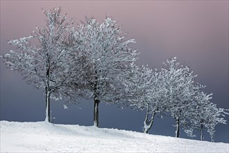 Snow-covered row of trees in snowy landscape