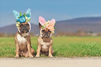 French Bulldog dogs with easter bunny costume ears with flowers sitting in front of meadow