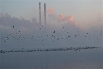 Winter sunrise over the lagoon with a view of the power plant immersed in fog. Rybnik Poland