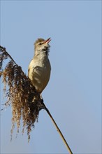 Great reed warbler